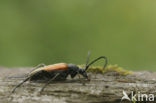 Zwartstreepsmalbok (Stenurella melanura)