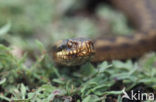 Adder (Vipera berus) 