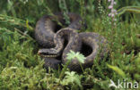 Adder (Vipera berus) 