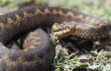 Adder (Vipera berus) 