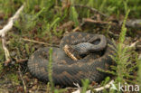 Adder (Vipera berus) 