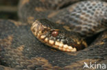 Adder (Vipera berus) 