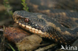 Adder (Vipera berus) 