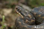 Adder (Vipera berus) 