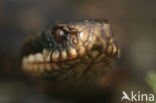 Adder (Vipera berus) 