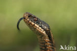 Adder (Vipera berus) 