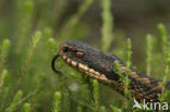 Adder (Vipera berus) 