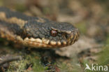 Adder (Vipera berus) 