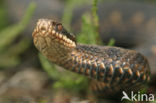 Adder (Vipera berus) 