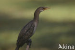 Afrikaanse Aalscholver (Phalacrocorax africanus)