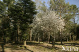 Amerikaans krentenboompje (Amelanchier lamarckii)