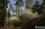 Amerikaans krentenboompje (Amelanchier lamarckii)