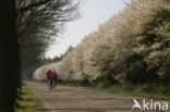 Amerikaans krentenboompje (Amelanchier lamarckii)