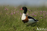 Bergeend (Tadorna tadorna)