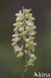 Bleke orchis (Orchis pallens)