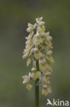 Bleke orchis (Orchis pallens)