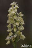 Bleke orchis (Orchis pallens)