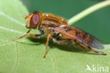 Bosfluweelzwever (Parhelophilus frutetorum)