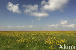 Boterbloem (Ranunculus)