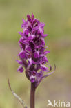 Brede orchis (Dactylorhiza majalis)