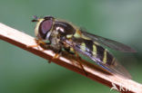 Bretelwimperzwever (Dasysyrphus albostriatus)