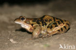 Bruine kikker (Rana temporaria)