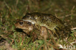 Bruine kikker (Rana temporaria)