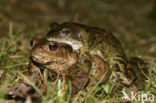 Bruine kikker (Rana temporaria)