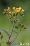 Donderkruid (Inula conyzae)