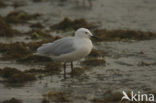 Dunbekmeeuw (Larus genei)