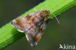 Dwerghuismoeder (Panemeria tenebrata)