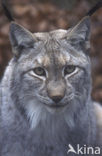 Euraziatische lynx (Lynx lynx) 