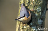 Europese Boomklever (Sitta europaea)