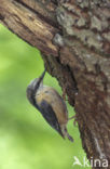 Europese Boomklever (Sitta europaea)