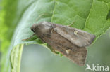 Gele lisboorder (Celaena leucostigma)