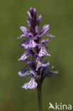 Gevlekte orchis (Dactylorhiza maculata) 