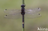 Gevlekte witsnuitlibel (Leucorrhinia pectoralis) 