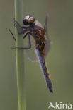 Gevlekte witsnuitlibel (Leucorrhinia pectoralis) 