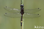 Gevlekte witsnuitlibel (Leucorrhinia pectoralis) 