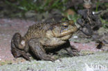 Gewone pad (Bufo bufo)