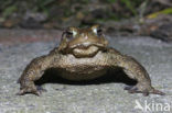 Gewone pad (Bufo bufo)