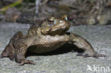 Gewone pad (Bufo bufo)