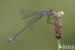 Gewone pantserjuffer (Lestes sponsa)