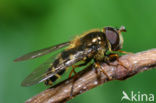 Gewone Wimperzwever (Dasysyrphus venustus)