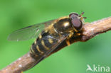 Gewone Wimperzwever (Dasysyrphus venustus)