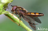 Gewoon platvoetje (Platycheirus clypeatus)