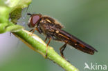 Gewoon platvoetje (Platycheirus clypeatus)