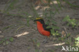 Goudkapfiskaal (Laniarius barbarus)