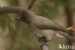 Grauwe Buulbuul (Pycnonotus barbatus)