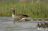 Grauwe Gans (Anser anser)